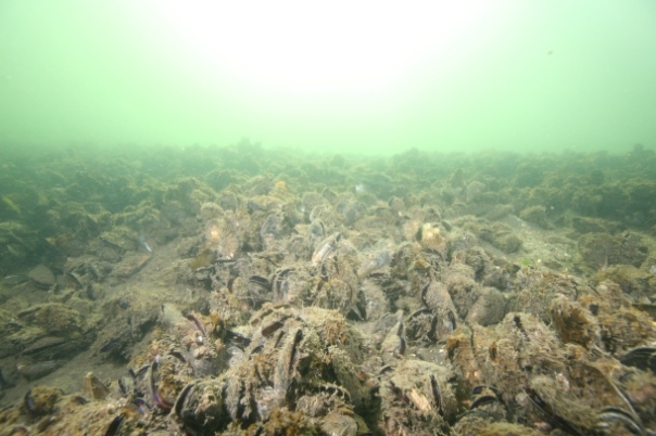 Mussel reef in Port Phillip Bay. Credit: Fishingworld.com.au