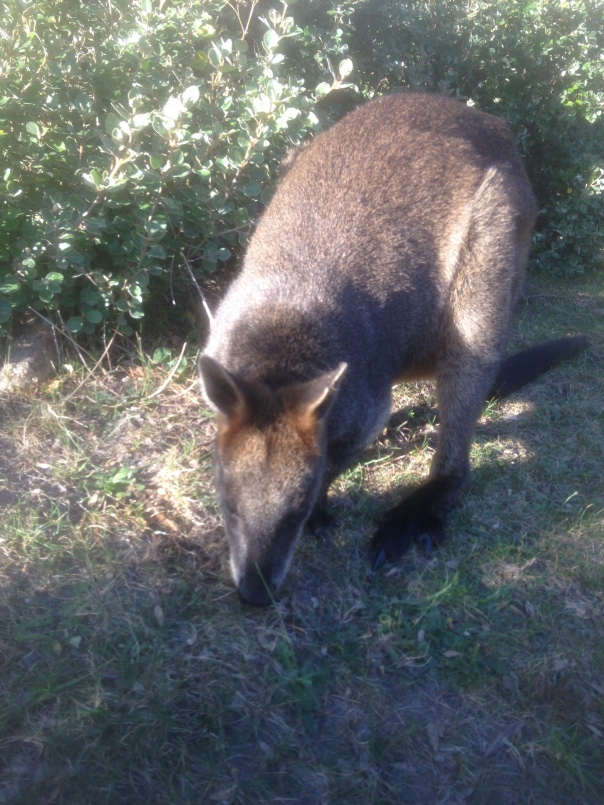 This wallaby is definitely used to human company 